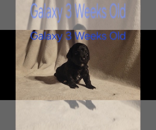 Medium Photo #15 Poodle (Toy) Puppy For Sale in MORRISON, CO, USA