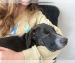Small #3 Labrador Retriever Mix