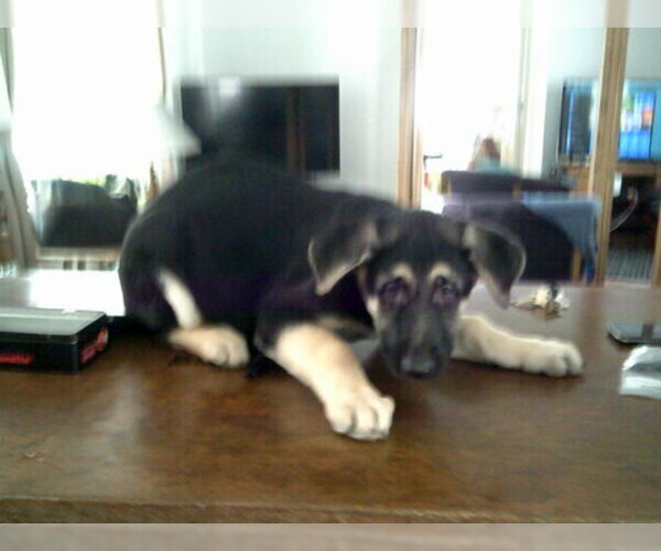 Medium Photo #15 German Shepherd Dog Puppy For Sale in COLVILLE, WA, USA