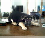 Small Photo #15 German Shepherd Dog Puppy For Sale in COLVILLE, WA, USA