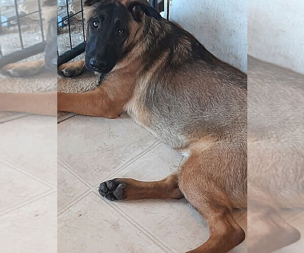 Medium Photo #5 Mutt Puppy For Sale in Imlay City, MI, USA