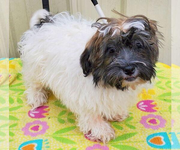 Medium Photo #1 Havanese Puppy For Sale in Mountain View, MO, USA