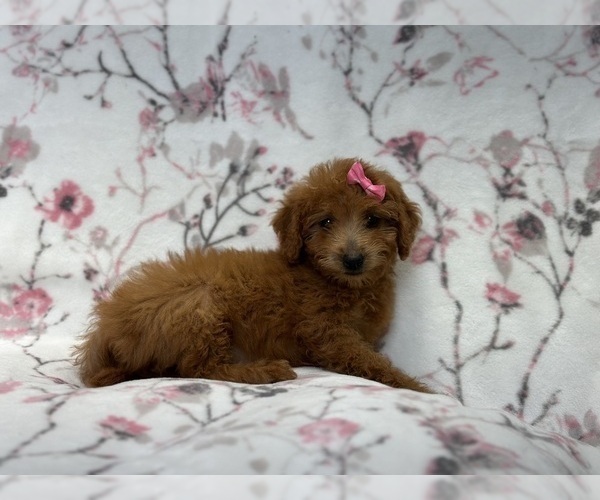 Medium Photo #11 Goldendoodle (Miniature) Puppy For Sale in LAKELAND, FL, USA