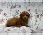 Small Photo #11 Goldendoodle (Miniature) Puppy For Sale in LAKELAND, FL, USA
