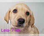 Puppy 1 Labrador Retriever