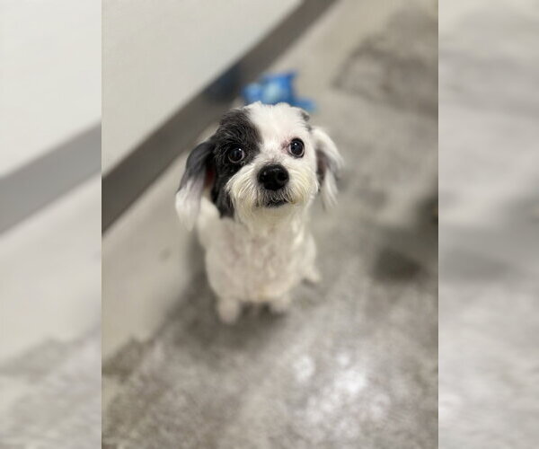 Medium Photo #1 Maltese Puppy For Sale in Studio City, CA, USA