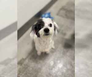 Maltese Dogs for adoption in Studio City, CA, USA