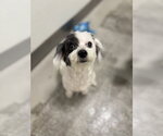 Small Maltese