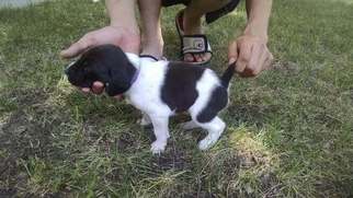 German Shorthaired Pointer Puppy for sale in GENEVA, NE, USA