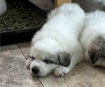 Small #14 Great Pyrenees