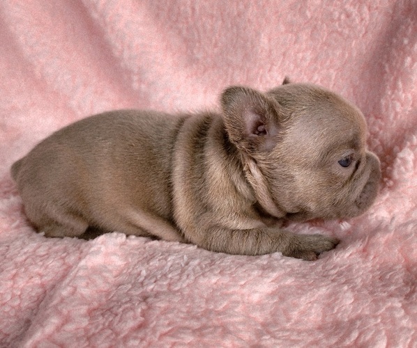 Medium Photo #5 French Bulldog Puppy For Sale in LAS VEGAS, NV, USA