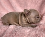 Small #4 French Bulldog