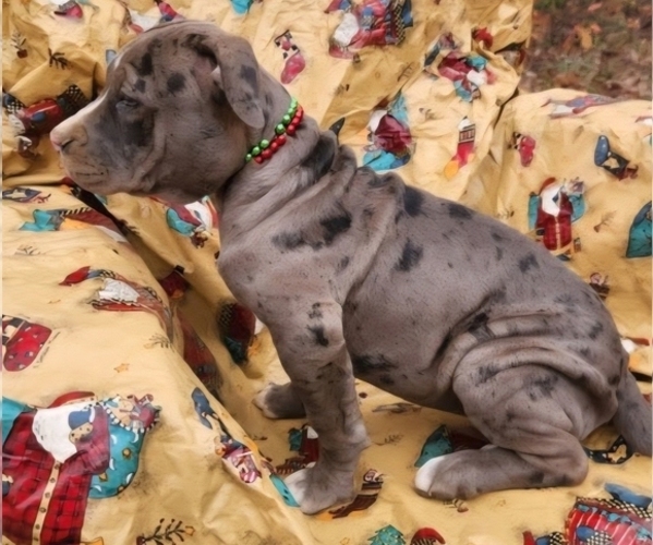 Medium Photo #4 American Bully Puppy For Sale in UNIONVILLE, VA, USA