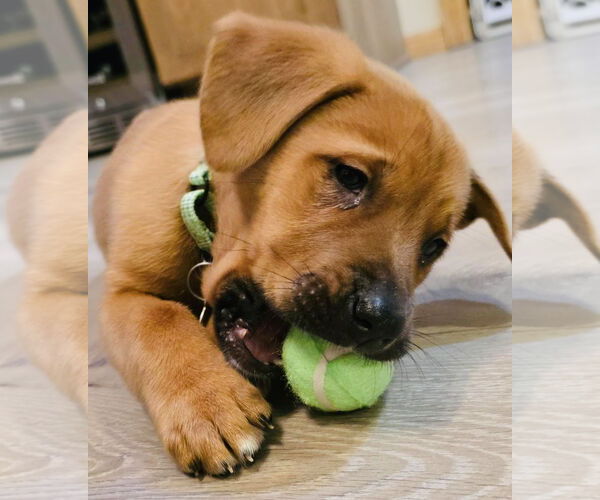 Medium Photo #2 Labbe Puppy For Sale in Princeton, MN, USA