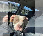 Small #2 American Pit Bull Terrier Mix