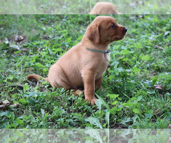 Medium Photo #6 Labrador Retriever Puppy For Sale in CELINA, OH, USA