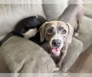 Labrador Retriever-Unknown Mix Dogs for adoption in Brewster, NY, USA