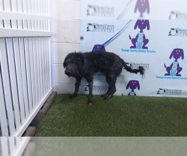 Medium Photo #1 Miniature Schnauzer-Unknown Mix Puppy For Sale in Orlando, FL, USA