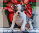 Small Boston Terrier