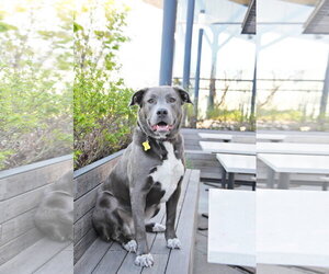 Labrador Retriever-Unknown Mix Dogs for adoption in Sandy, UT, USA