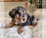 Puppy Seeker Aussiedoodle Miniature -Miniature Bernedoodle Mix