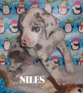 Medium Photo #3 Great Dane Puppy For Sale in SPRAGGS, PA, USA