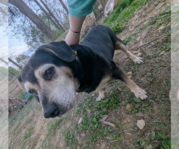 Medium Photo #1 Beagle-Unknown Mix Puppy For Sale in Aurora, IN, USA