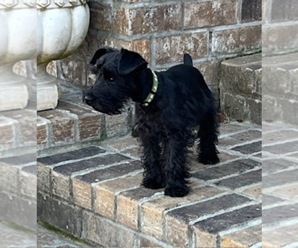 Medium Photo #5 Schnauzer (Miniature) Puppy For Sale in SOMERVILLE, AL, USA