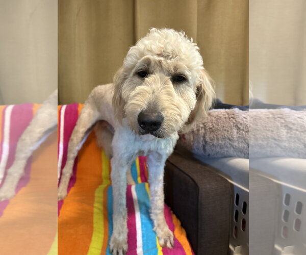 Medium Photo #1 Goldendoodle Puppy For Sale in Pacolet, SC, USA