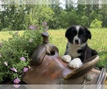Small Photo #9 Australian Shepherd Puppy For Sale in BLACKSBURG, VA, USA