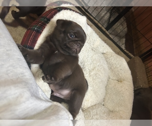 Medium Photo #4 Pug Puppy For Sale in BLOOMINGTON, IL, USA