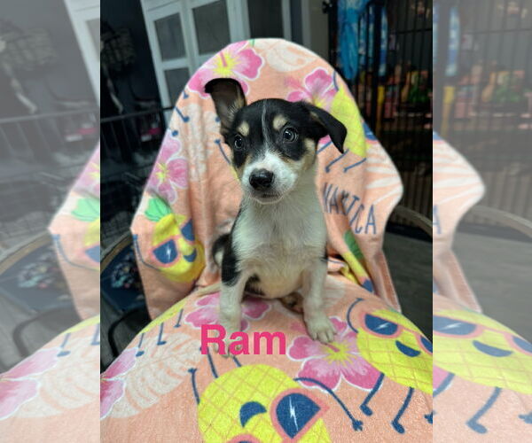 Medium Photo #1 Australian Shepherd-Unknown Mix Puppy For Sale in Ball Ground, GA, USA