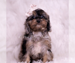 Puppy Lucy Loo Cavapoo (Miniature)