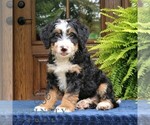 Small #3 Bernedoodle (Miniature)