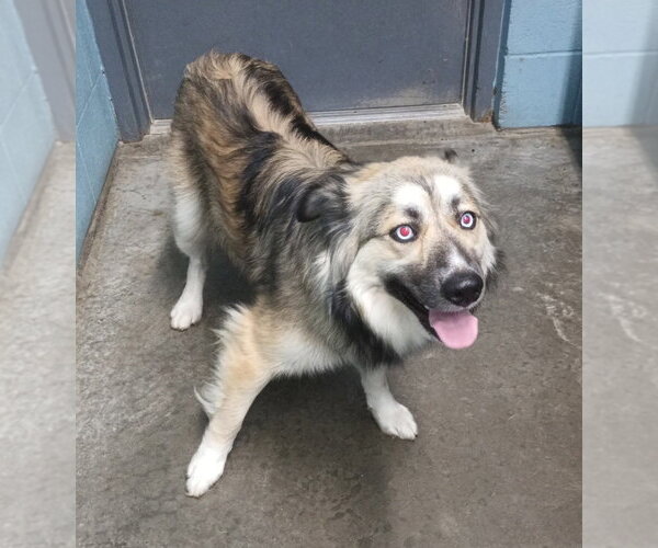 Medium Photo #2 Australian Shepherd Puppy For Sale in Evansville, IN, USA