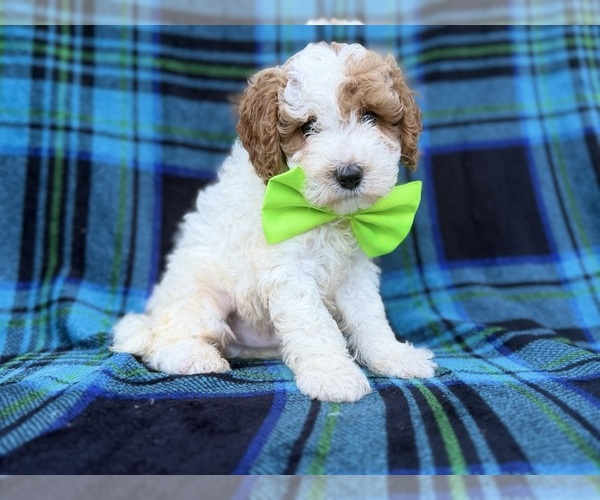 Medium Photo #9 Cavapoo (Miniature) Puppy For Sale in LAKELAND, FL, USA