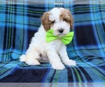 Dexter - Male Cavapoo (Miniature) Puppy for Sale - Photo #9