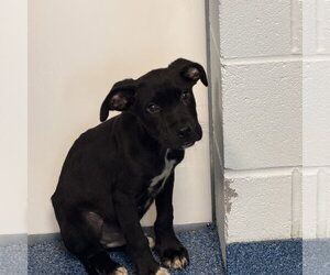 Shiitake (Woods Litter) - Male Labrador Retriever-Unknown Mix Dog for Adoption - Photo #4