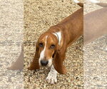 Small Photo #5 Basset Hound Puppy For Sale in Deepwater, NJ, USA