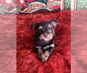 Yorkshire Terrier Puppy for sale in FOUNTAIN HILLS, AZ, USA