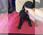 Small Photo #19 Great Dane Puppy For Sale in MINERAL WELLS, TX, USA
