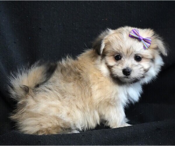 Medium Photo #5 Maltipom Puppy For Sale in ROCK VALLEY, IA, USA