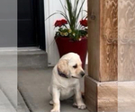 Puppy Violet Labrador Retriever