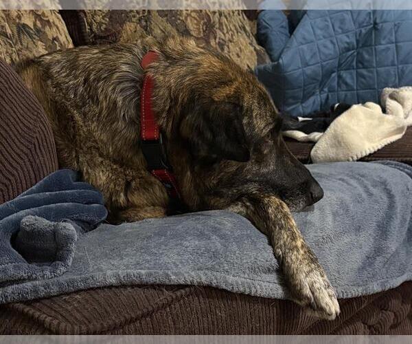 Medium Photo #1 German Shepherd Dog-Holland Shepherd Mix Puppy For Sale in Incline Village, NV, USA