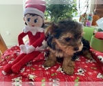 Small #4 Morkie-Yorkshire Terrier Mix