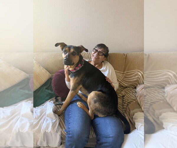 Medium Photo #3 Mutt Puppy For Sale in W Hollywood, CA, USA