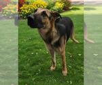 ADORA - Female German Shepherd Dog Dog for Adoption - Small photo