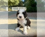 Puppy Simon Bernedoodle