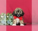Small Photo #6 Havanese Puppy For Sale in BIRD IN HAND, PA, USA