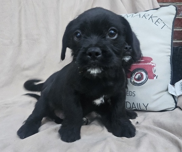 Medium Photo #2 French Bulldog-Shih Tzu Mix Puppy For Sale in WALSH, IL, USA